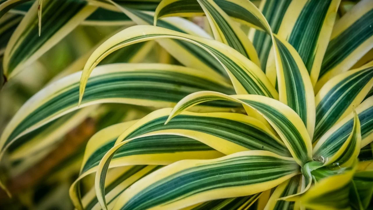 glückskastanie stamm abschneiden Glückskastanie mehrstämmig kaufen – Green Me Up