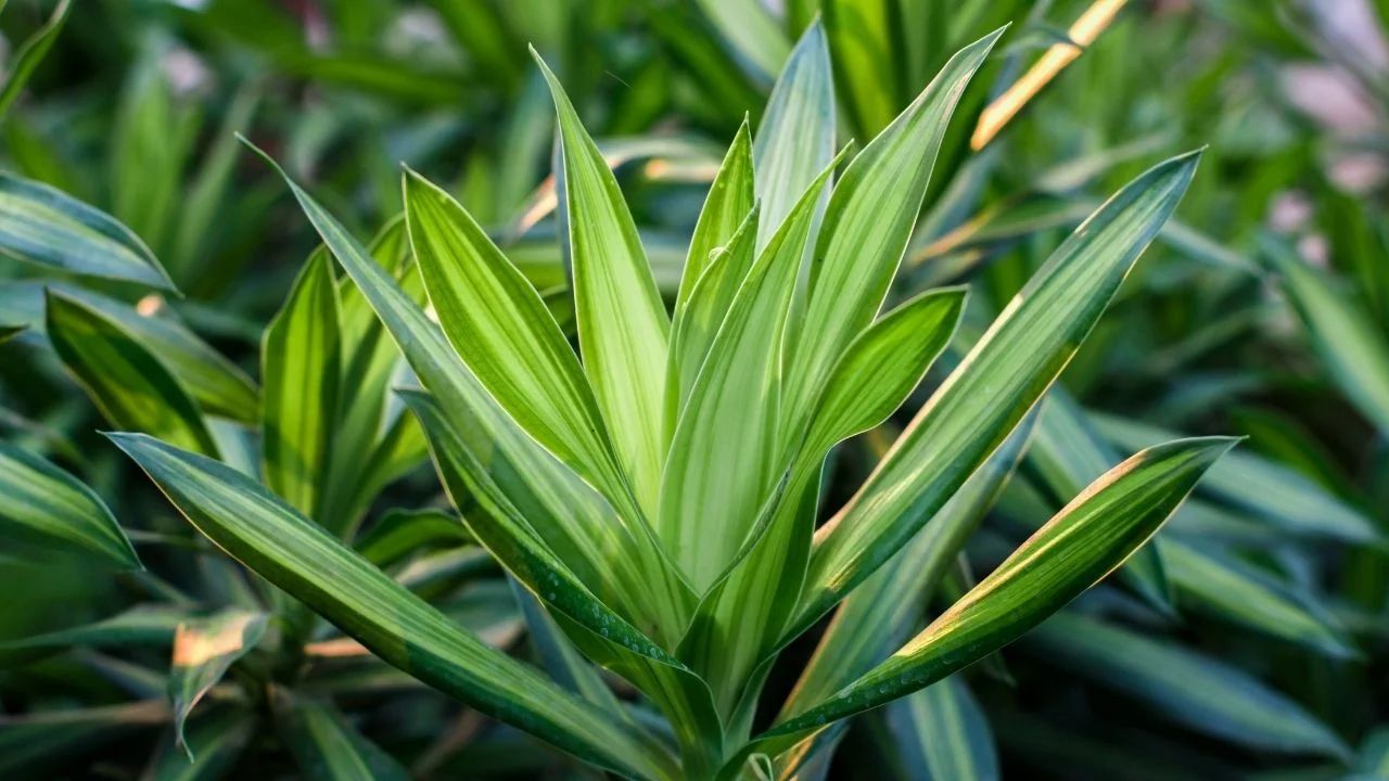 Dracena - uprawa, pielgnacja, podlewanie, rozmnaanie. Jak o ni dba? |  ZaradnaKobieta.pl