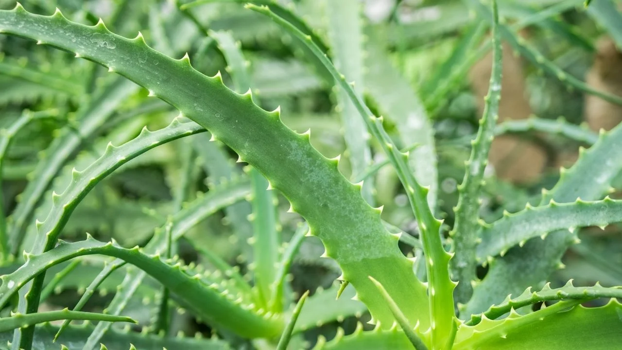 aloe vera australia Buy Aloe Vera Plant main image 0