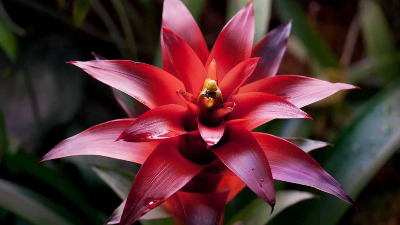 Bromelia  pielgnacja, odmiany, uprawa bromelii w doniczce |  ZaradnaKobieta.pl