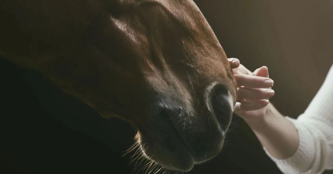 Czy przysmaki dla konia to tylko nagroda, czy także wsparcie zdrowia i treningu?
